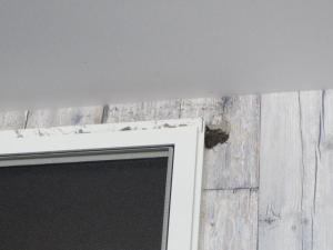 巣作り始めinガレージ